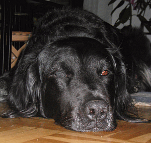 Wachhund